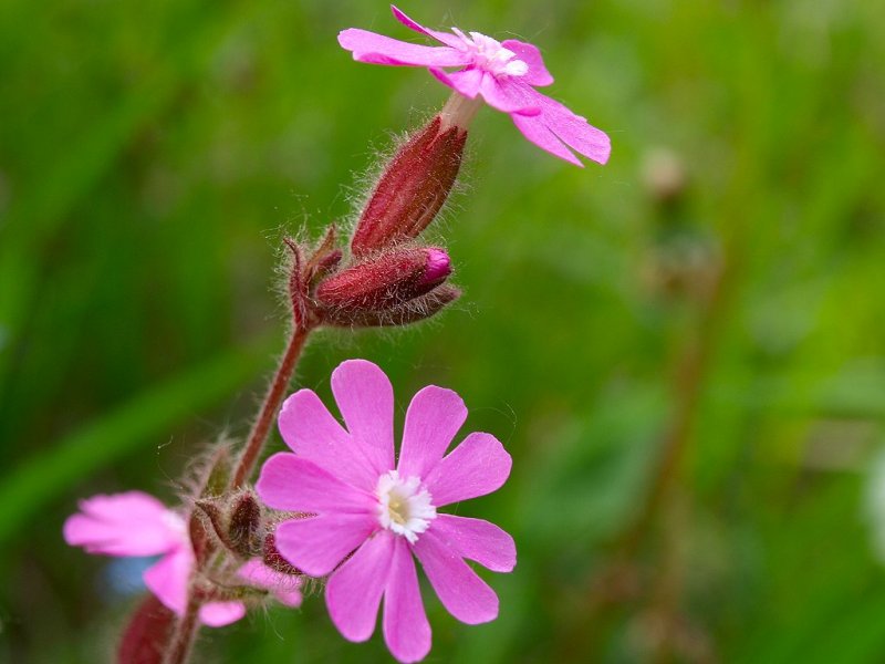 Alcuni fiori